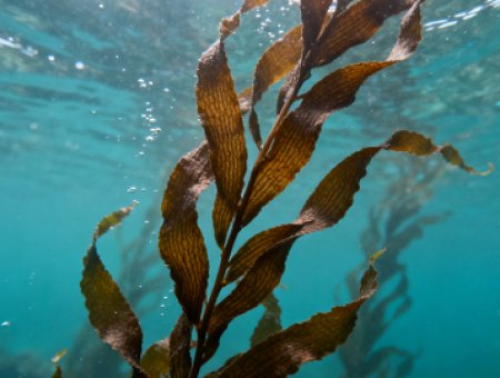 工业用途的条带状褐藻进口指南